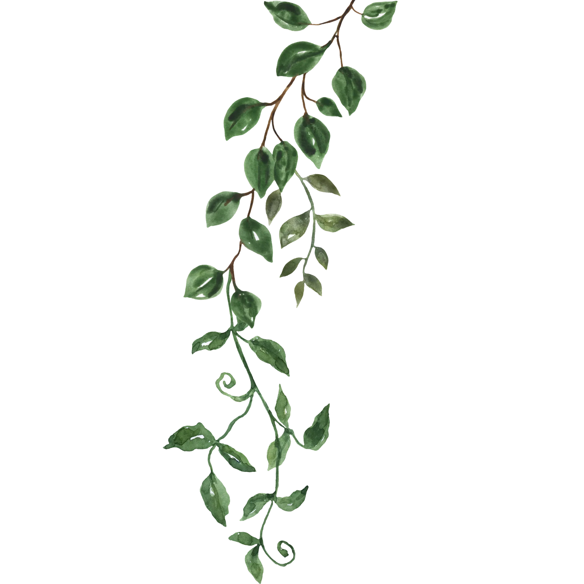 hanging vine